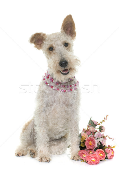 female fox terrier Stock photo © cynoclub