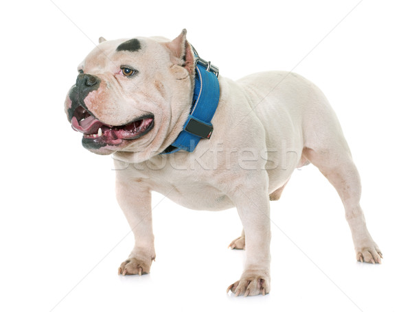 Stock photo: white american bully