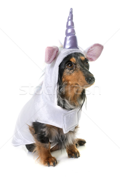 unicorn dachshund  in studio Stock photo © cynoclub