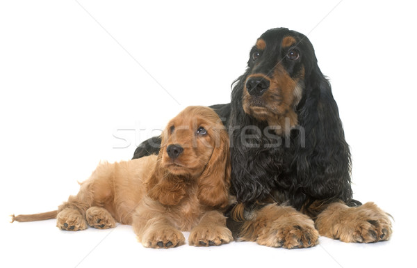 puppy and adult cocker spaniel Stock photo © cynoclub