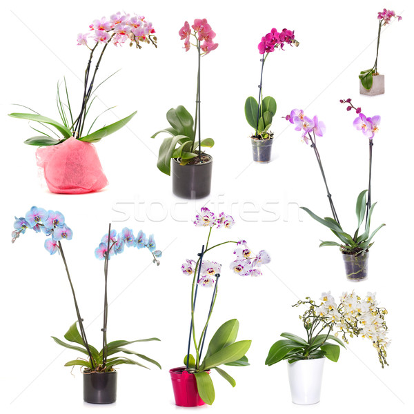 orchids in studio Stock photo © cynoclub