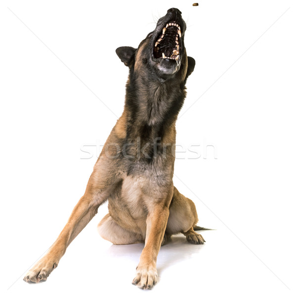 Belga juhászkutya étel száj fogak állat mozgás Stock fotó © cynoclub