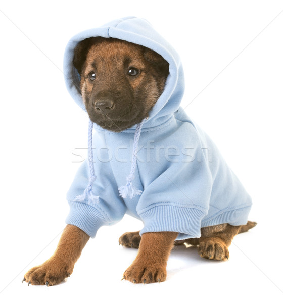 dressed puppy belgian shepherd dog laekenois Stock photo © cynoclub