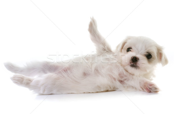 Foto stock: Cachorro · cão · branco · de · volta · jogar