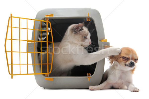 kitten in pet carrier and chihuahua Stock photo © cynoclub