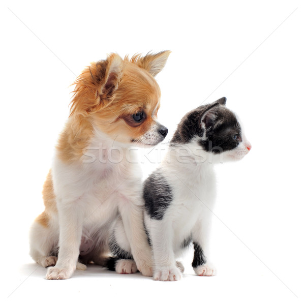 Kutyakölyök kiscica portré aranyos fajtiszta feketefehér Stock fotó © cynoclub