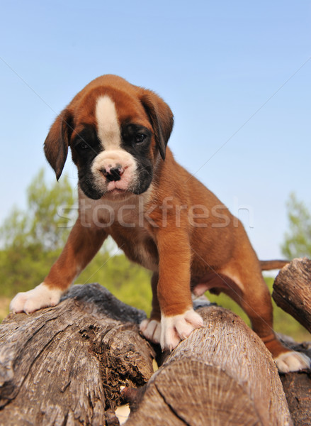 puppy boxer Stock photo © cynoclub