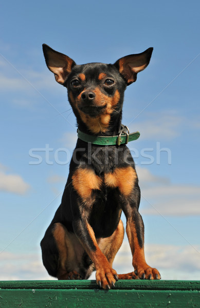 Miniatűr portré fajtiszta kék ég kutya kék Stock fotó © cynoclub
