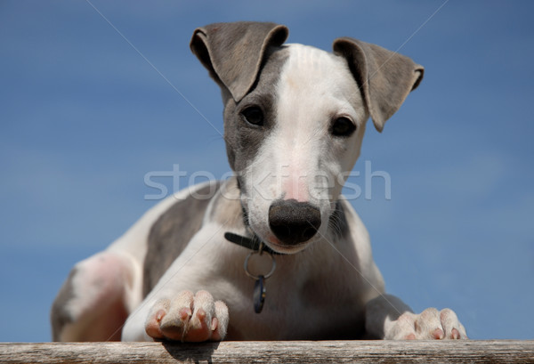 puppy whippet Stock photo © cynoclub