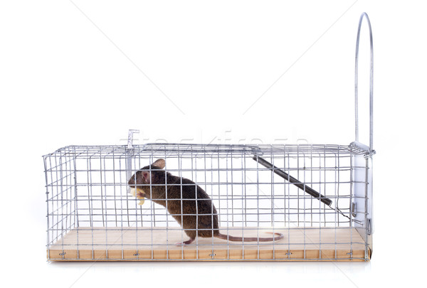 Ratón trampa blanco metal animales estudio Foto stock © cynoclub