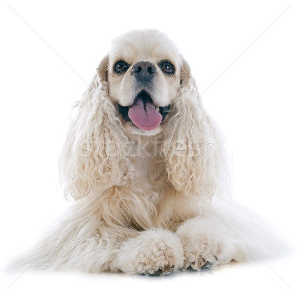 american cocker spaniel Stock photo © cynoclub