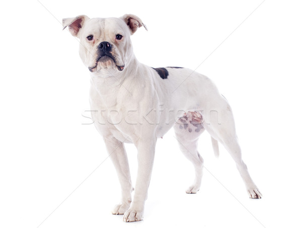 Bulldog americano blanco animales bulldog fondo blanco americano Foto stock © cynoclub