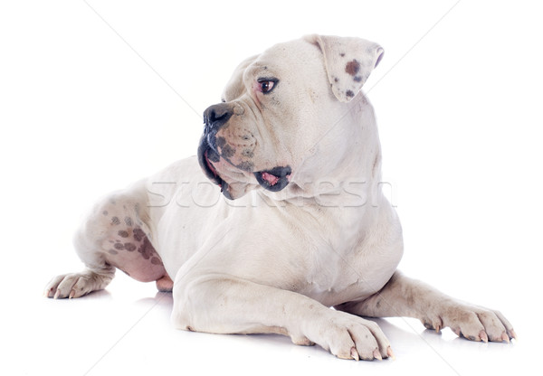 Amerikai bulldog fehér állat bulldog fehér háttér amerikai Stock fotó © cynoclub