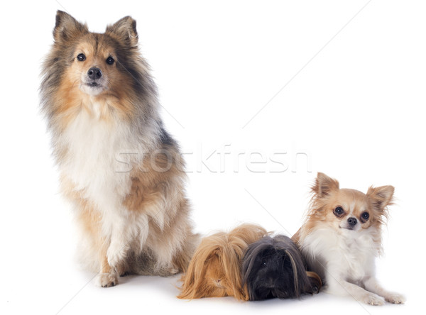 Meerschweinchen Hunde Schäferhund weiß Hund schwarz Stock foto © cynoclub