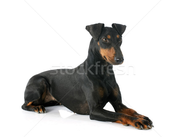 Manchester terrier Stock photo © cynoclub