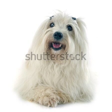 coton de tulear Stock photo © cynoclub