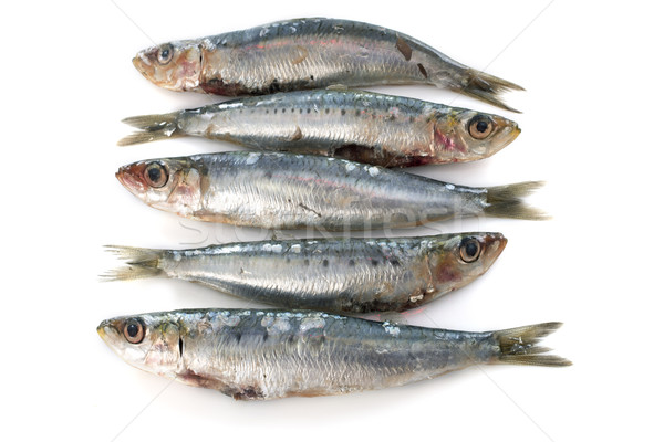 fresh sardine Stock photo © cynoclub