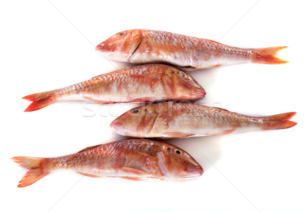 Red mullet Stock photo © cynoclub