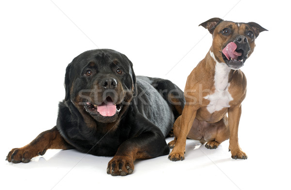 Boğa terriyer rottweiler beyaz köpek mutlu Stok fotoğraf © cynoclub
