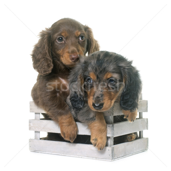 puppies dachshund  in studio Stock photo © cynoclub