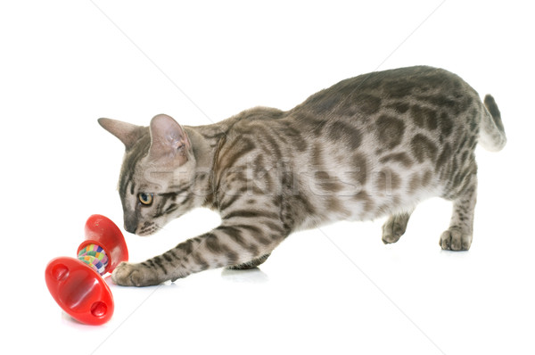 young bengal cat playing Stock photo © cynoclub