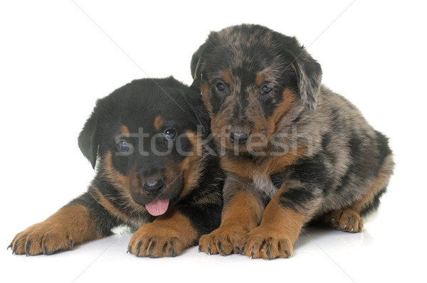 beauceron puppies in studio Stock photo © cynoclub