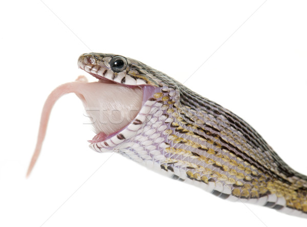 corn snake eating mouse Stock photo © cynoclub