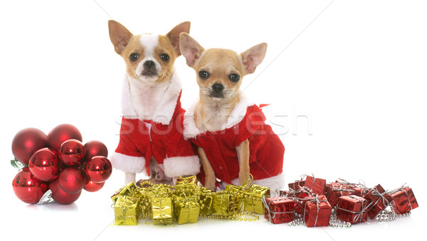 ストックフォト: 子犬 · クリスマス · 白 · 赤 · 動物 · 子犬