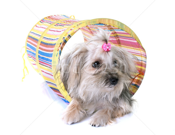 crossbred yorkshire terrier Stock photo © cynoclub