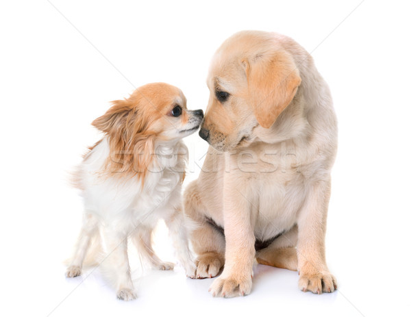 Cachorro labrador retriever perro jóvenes mascota labrador Foto stock © cynoclub
