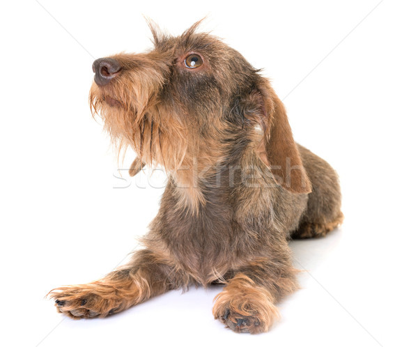 kaninchen Wire-haired Dachshund Stock photo © cynoclub