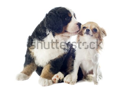 Stockfoto: Puppy · hond · portret · berner · sennenhond · jonge