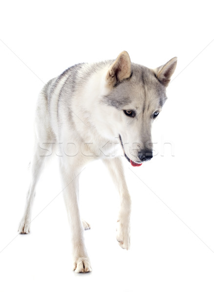 Stock photo: siberian husky