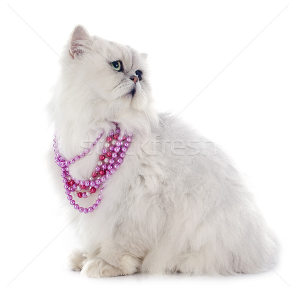 Bianco gatto persiano cat rosa seduta perla Foto d'archivio © cynoclub