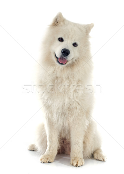 Samoyed Stock photo © cynoclub