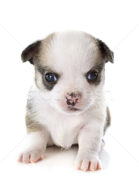 puppy chihuahua Stock photo © cynoclub