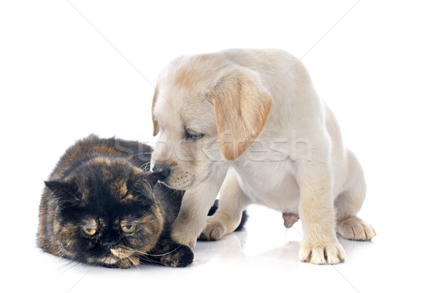 Stock photo: exotic shorthair cat and puppy 