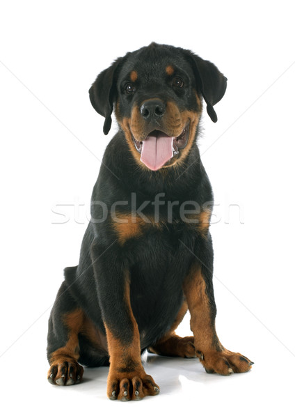 Kutyakölyök rottweiler fehér kutya fekete Stock fotó © cynoclub