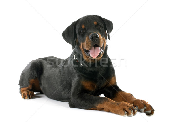 young rottweiler Stock photo © cynoclub