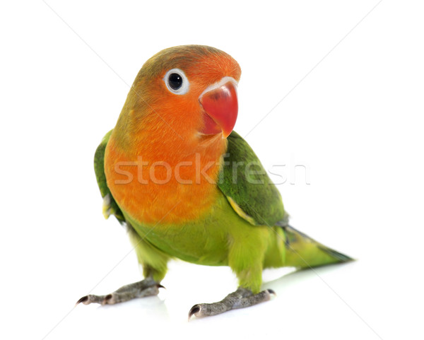 Stock photo: young fischeri lovebird