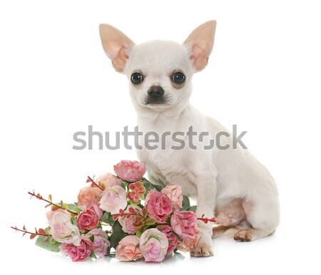 Short Hair Chihuahua Stock Photo C Emmanuelle Bonzami Cynoclub