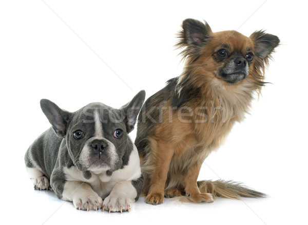 french bulldog and chihuahua Stock photo © cynoclub