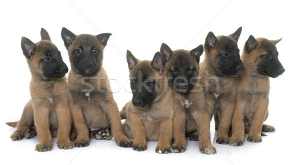 puppies belgian shepherd malinois Stock photo © cynoclub