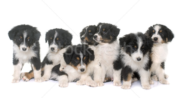 Foto stock: Filhotes · de · cachorro · australiano · pastor · estúdio · branco · preto