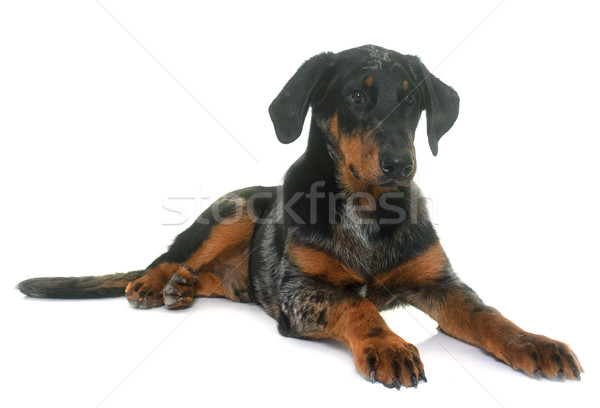young beauceron in studio Stock photo © cynoclub