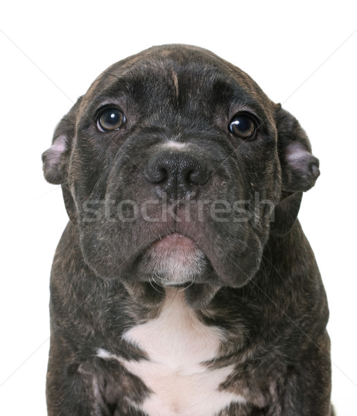 Stock photo: puppy american staffordshire terrier