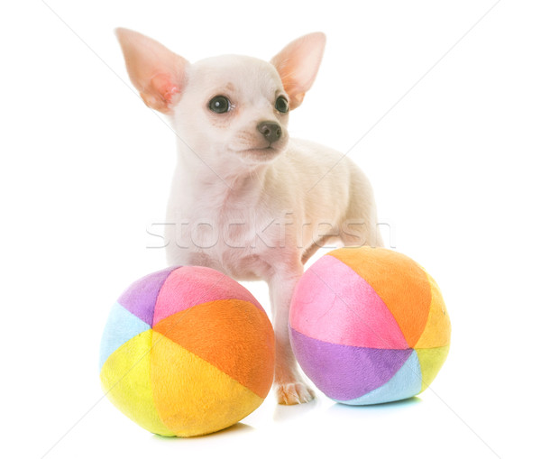 Stockfoto: Puppy · witte · hond · speelgoed · object · spelen