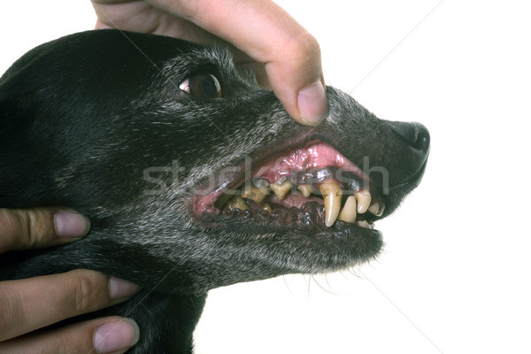 Foto stock: Edad · negro · dachshund · dientes · blanco