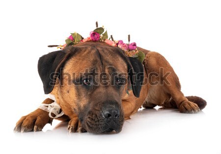 Zdjęcia stock: Rottweiler · portret · biały · usta · czarny