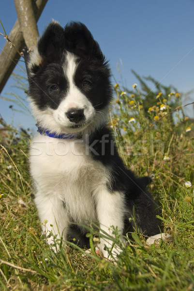 Zdjęcia stock: Szczeniak · border · collie · dziedzinie · kwiaty · kwiat · psa